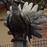 dove
