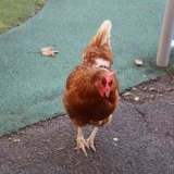 IMG_8648