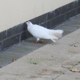 IMG_8652