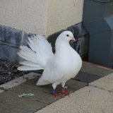 IMG_8655